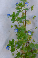 Veronica persica