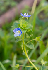 Veronica persica
