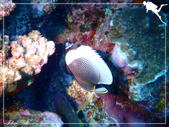 Chaetodon reticulatus