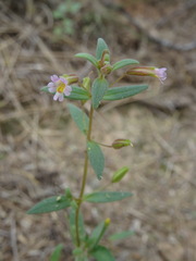 Erythranthe rubella