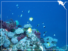 Hemitaurichthys polylepis