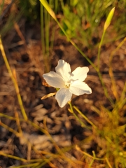 Dianthus albens