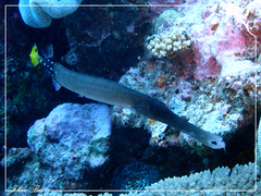 Aulostomus chinensis