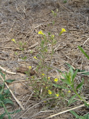 Mimetanthe pilosa