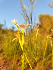 Dianthus albens