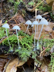 Roridomyces roridus