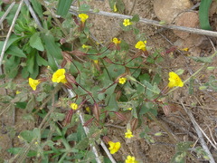 Mimetanthe pilosa