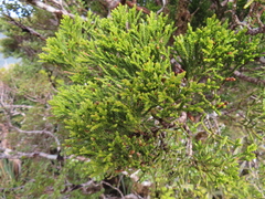 Halocarpus biformis