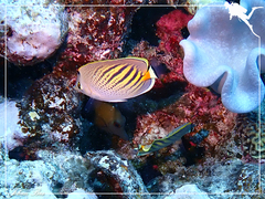 Chaetodon pelewensis