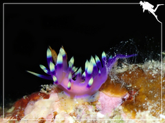 Coryphellina exoptata