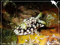 Goniobranchus geometricus