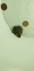 Rana draytonii