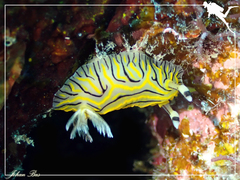 Halgerda willeyi
