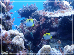 Chaetodon unimaculatus