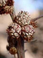 Tanaostigmodes howardii