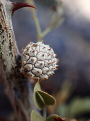 Tanaostigmodes howardii
