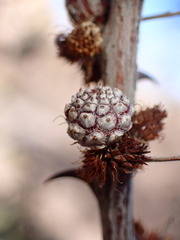 Tanaostigmodes howardii