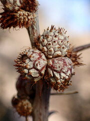 Tanaostigmodes howardii