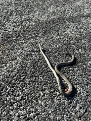 Psammophis leightoni