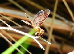 Neurothemis stigmatizans