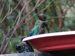 Pterophanes cyanopterus