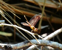 Neurothemis stigmatizans