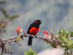 Anisognathus igniventris