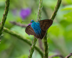 Eudamini