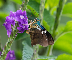 Astraptes fulgerator