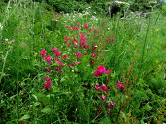 Lathyrus odoratus