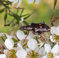 Mecynodera coxalgica