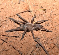 Selenocosmiinae