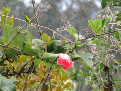 Passiflora mixta