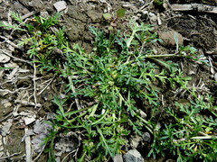 Lepidium coronopus