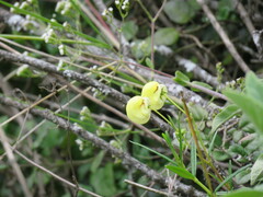 Calceolaria hyssopifolia