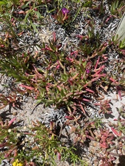 Carpobrotus