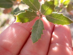 Quercus cornelius-mulleri