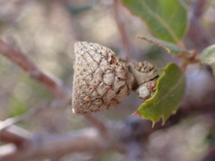 Quercus cornelius-mulleri