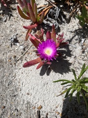 Carpobrotus