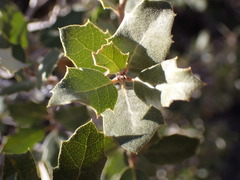 Quercus cornelius-mulleri