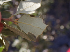 Quercus cornelius-mulleri