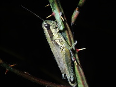 Paroxya clavuligera
