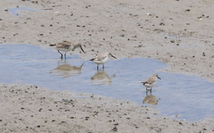 Calidris falcinellus