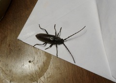 Enaphalodes seminitidus