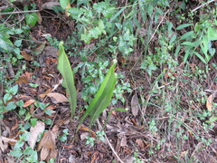 Niphidium crassifolium
