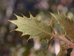 Quercus cornelius-mulleri