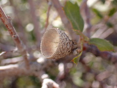 Quercus cornelius-mulleri