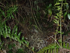 Notamacropus eugenii