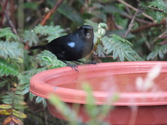 Diglossa lafresnayii