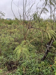 Leucaena pulverulenta